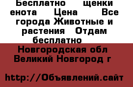 Бесплатно !!! щенки енота!! › Цена ­ 1 - Все города Животные и растения » Отдам бесплатно   . Новгородская обл.,Великий Новгород г.